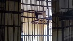 Jalak Rio ngeplong suara alam @ DSNugraha - Durasi: 1:31. Jalak Rio ngeplong suara alam @ DSNugraha - Durasi: 1:31.