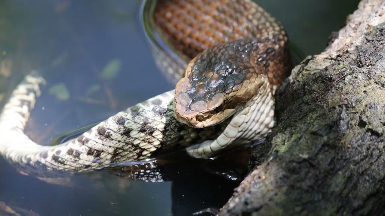 water moccasin kills, then eats rattlesnake. florida floridafishing rattlesnakes rattlers 
