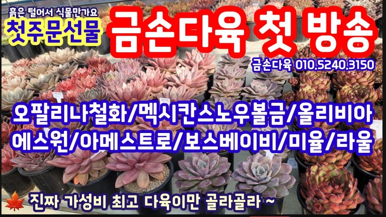 첫방송 금손다육을 소개합니다🍁 진짜 가성비 좋은 다육이 소개해요🍁베란다맘, 시작맘들 최고 수혜 🍁금손다육 010.5240.3150#다육이 #다육식물 #succulent #다부댁 