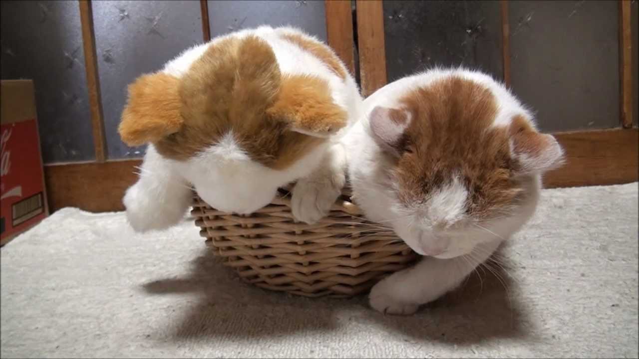 かご猫 しろのリアルなぬいぐるみ ネコまにあ 猫動画や癒し猫 面白い猫 萌える猫など