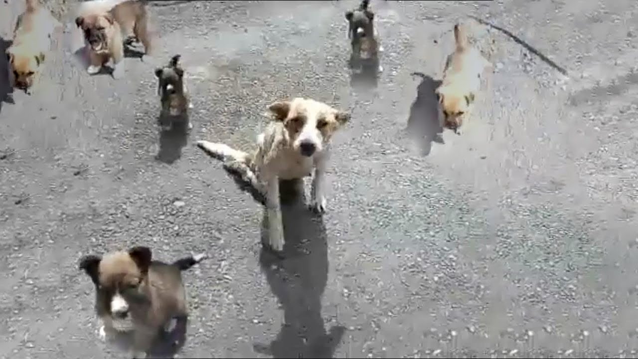 Brave Mother Dog Defends Her 6 Puppies Despite Facing Human Scorn - YouTube