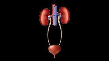 Human Anatomy Ch 25 Urinary System P1