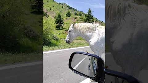 Αγρια Αλογα στην Ευρυτανια!