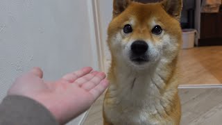 What happens when you call your Shiba Inu 'buddy'.