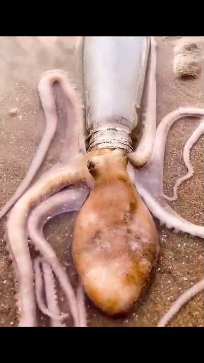 How does a octopus get into a bottle?