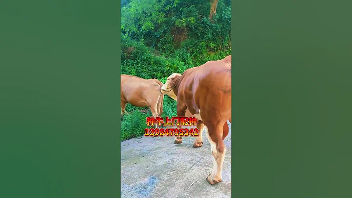 Veterinary staff, improved cows, improved cows 1167