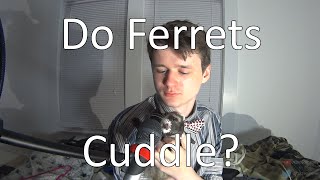Do Ferrets Cuddle? | Can you Cuddle Ferrets?