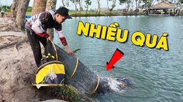 Cá Chép Ăn Điên Cuồng Chưa Từng Thấy !!! Nhấc Rọng Cá Lên Không Nổi Luôn Anh Em Ơi