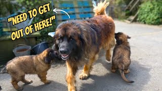 Leonberger Dad Doesn't Like His Puppies!  Funny Dog Videos!