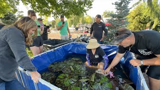 Last Day of the Pond Installation: Plants & Koi!  // Garden Answer