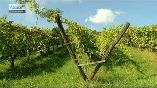 Focus Les Vignerons Bio