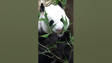 Top 5 Panda Facts You Won