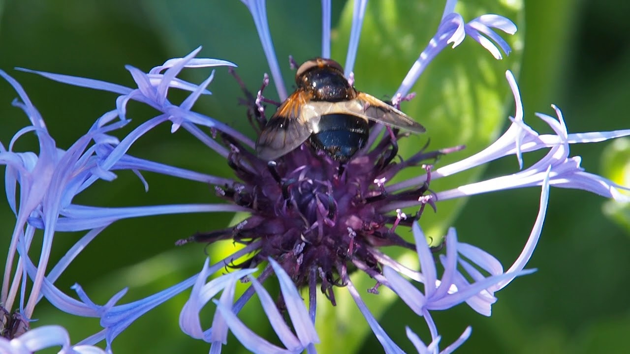 Volucella pellucens - Great Pied Hoverfly