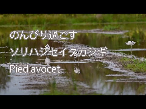 【のんびり過ごす】ソリハシセイタカシギ Pied avocet