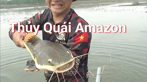 Cận Cảnh Bắt Thuỷ Quái Hồng Vỹ Mỏ Vịt Sông Amazon