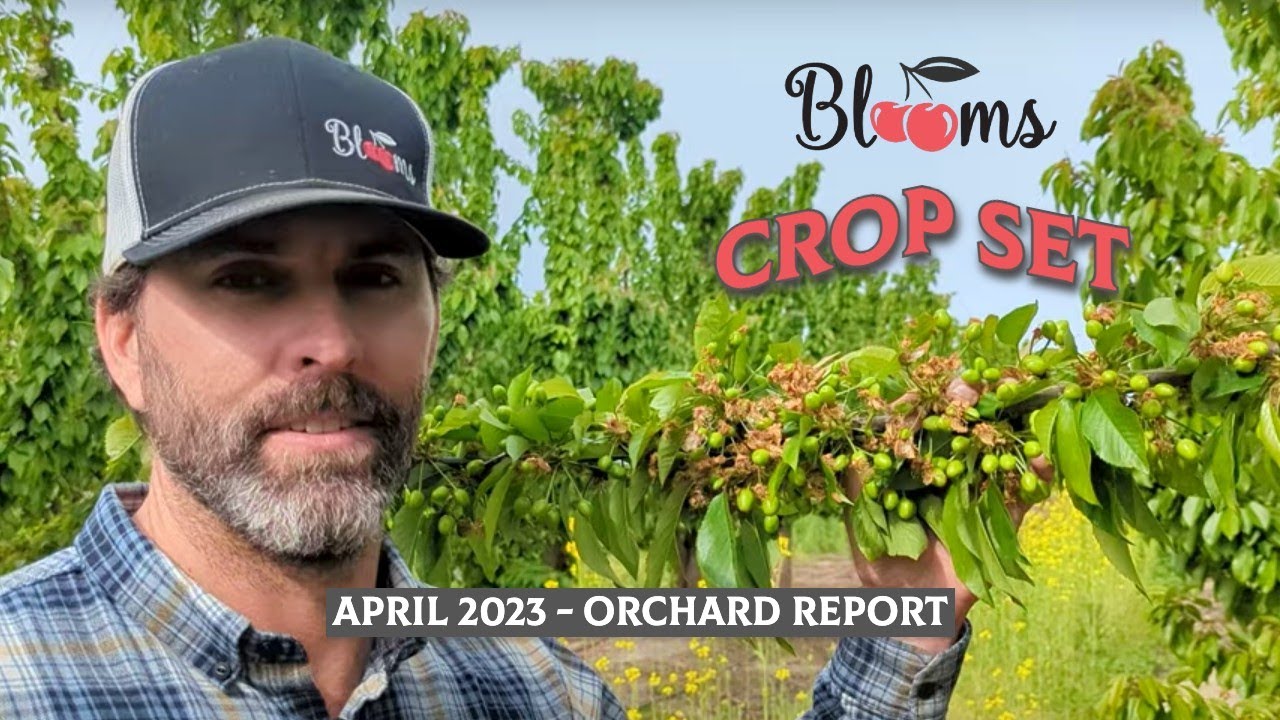 Crop Set! April 2023 Orchard Report - BLOOMS CHERRIES - YouTube