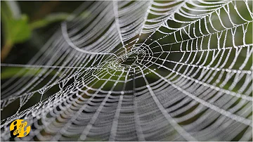 ¿Qué tipo de araña hace una tela en zigzag?