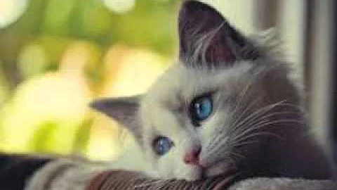 Who did write the song my heart will go on?