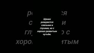 Факт про собак №63#shorts