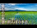 【癒しの自然音】　田んぼの水張り【作業用BGM・勉強用・睡眠導入ASMR】　Japanese healing sound  赤ちゃんの夜泣き対策にも