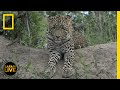 Safari Live - Day 320 | National Geographic