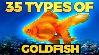 The 35 BEST Types of Goldfish