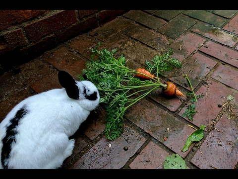 Video: Wat zijn Chantenay-wortels - Hoe Chantenay-wortels in de tuin te kweken