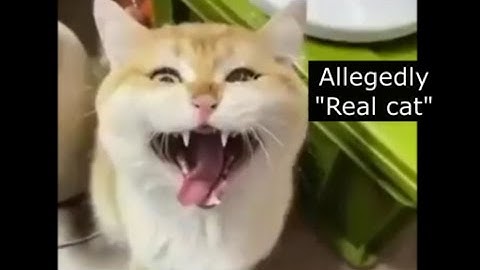 CAT.EXE ERROR 404 | 22 | Funny videos compilation