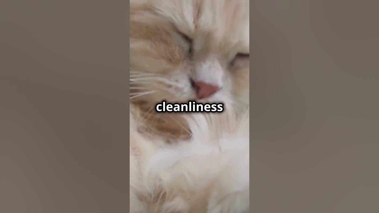 Why do cats lick themselves?shorts YouTube