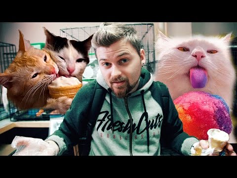 РЕАКЦИЯ КОТОВ НА МОРОЖЕНОЕ / ПРОВЕРКА