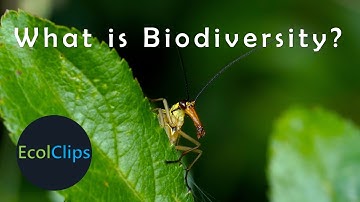 What is Biodiversity? | EcolClips