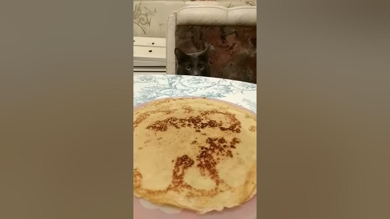 Масленица 🥞 кот хочет блинчиков - YouTube