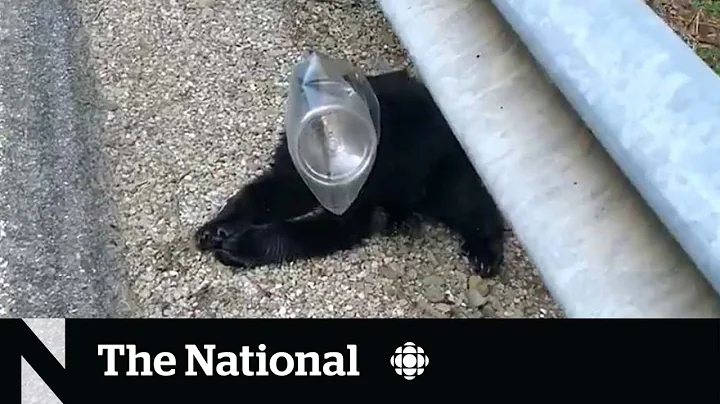 #TheMoment a bear cub was freed from a plastic container - DayDayNews