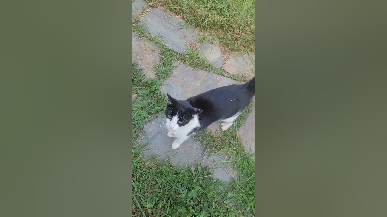 is-it-good-luck-if-a-bird-poops-on-a-cat-youtube