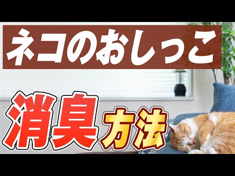 猫おしっこ臭の取り方9選！原因から対策まで完全ガイド
