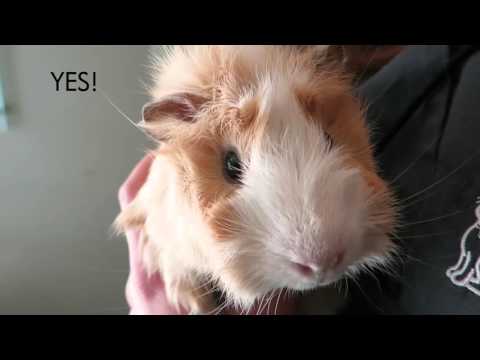 वीडियो: मार्च एक गिनी पिग महीना अपनाने है