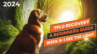 TPLO surgery recovery- helping you with your dogs recovery at week 6