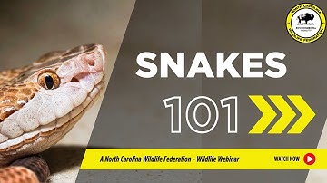 Snakes 101 - North Carolina Wildlife Federation