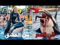 لحظه هجوم حوت الاوركا علي مدربته القصه الكامله وحقيقتها المؤثره 