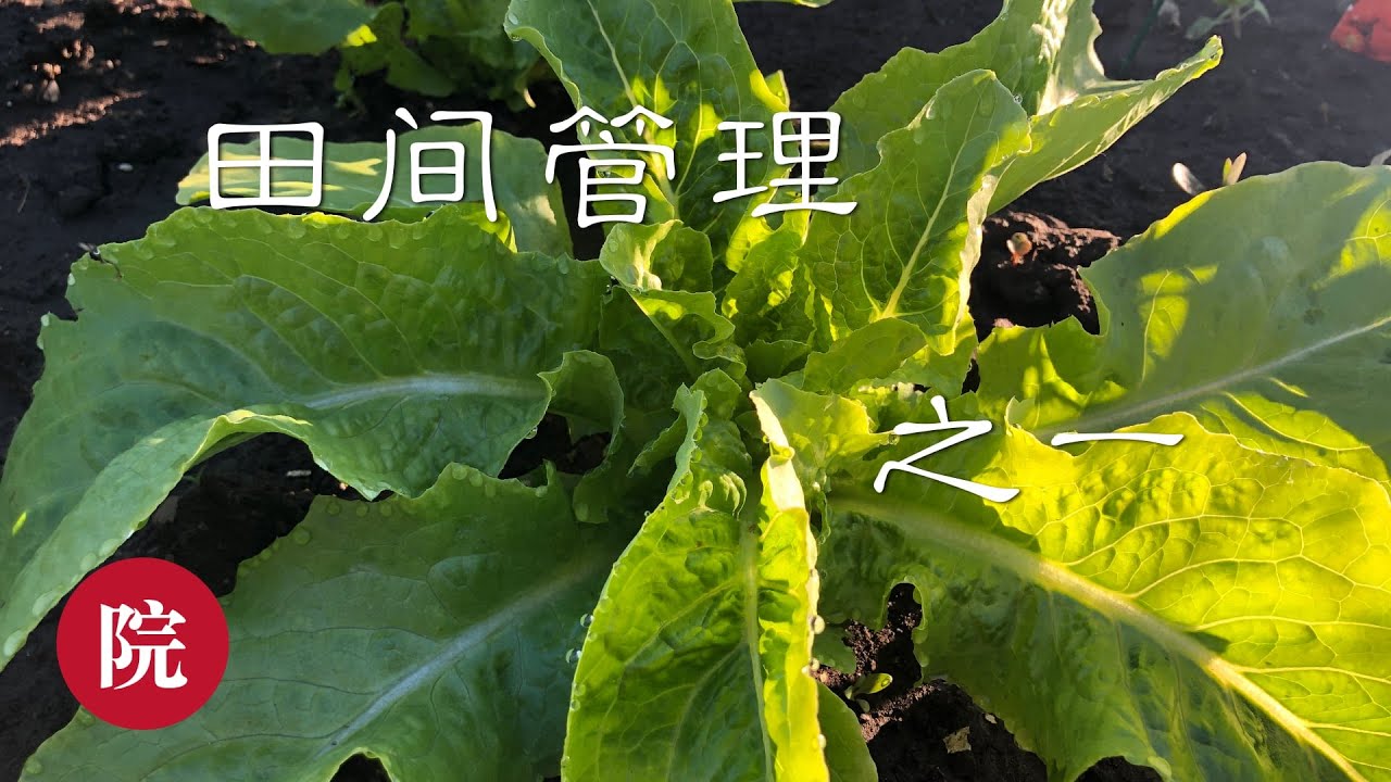 【彬彬有院】种•177小菜地田间管理之一//正确使用西红柿“筐子/支架以及西红柿去侧枝，爬藤类管理，韭菜管理，补种菜苗以及如何施肥浇水等等
