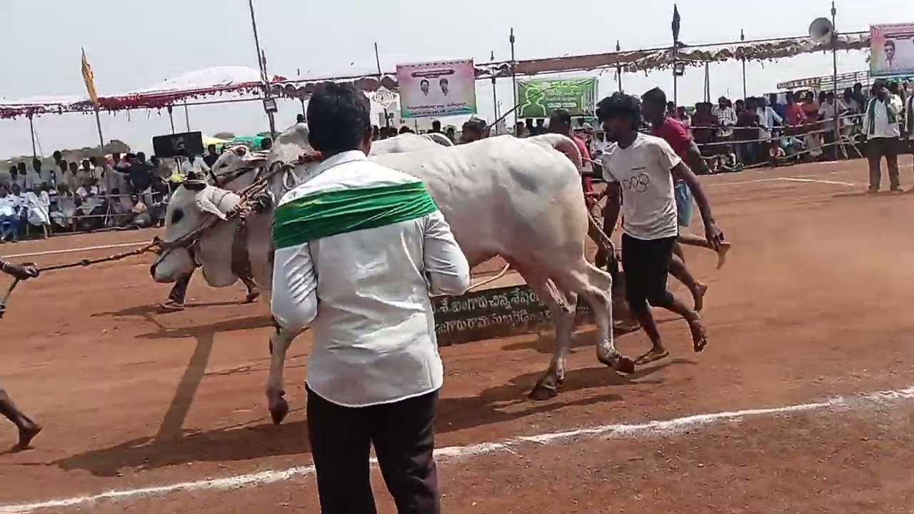 Nandikotkur 6 teeth Bulls