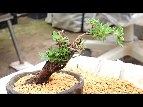 梅　盆栽　古木❗ 木】古木梅盆栽たち