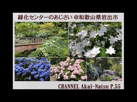 緑化センターのあじさい 和歌山県岩出市 Hydrangea Youtube