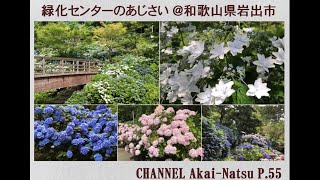 緑化センターのあじさい 和歌山県岩出市 Hydrangea Youtube