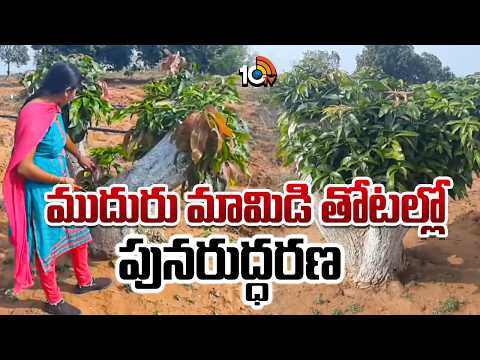 Rejuvenation of Old Mango Orchards : ముదురు మామిడి తోటల్లో పునరుద్ధరణ | Matti Manishi | 10TV - 10TVNEWSTELUGU