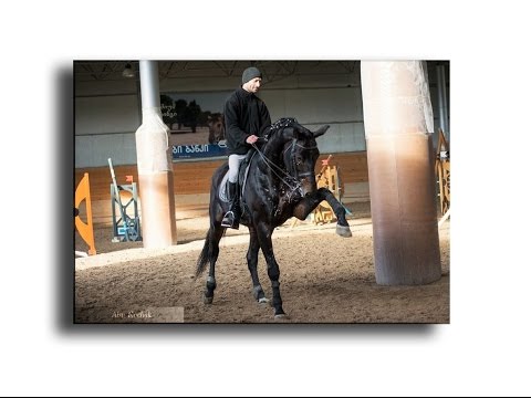 ცხენოსნობა მოყვარულებისთვის /გოგა ქობლიანიძე (ნაბიჯი, ჩორთი, ნავარდი ადგილიდან, ნაბიჯიდან ჩორთიდან)