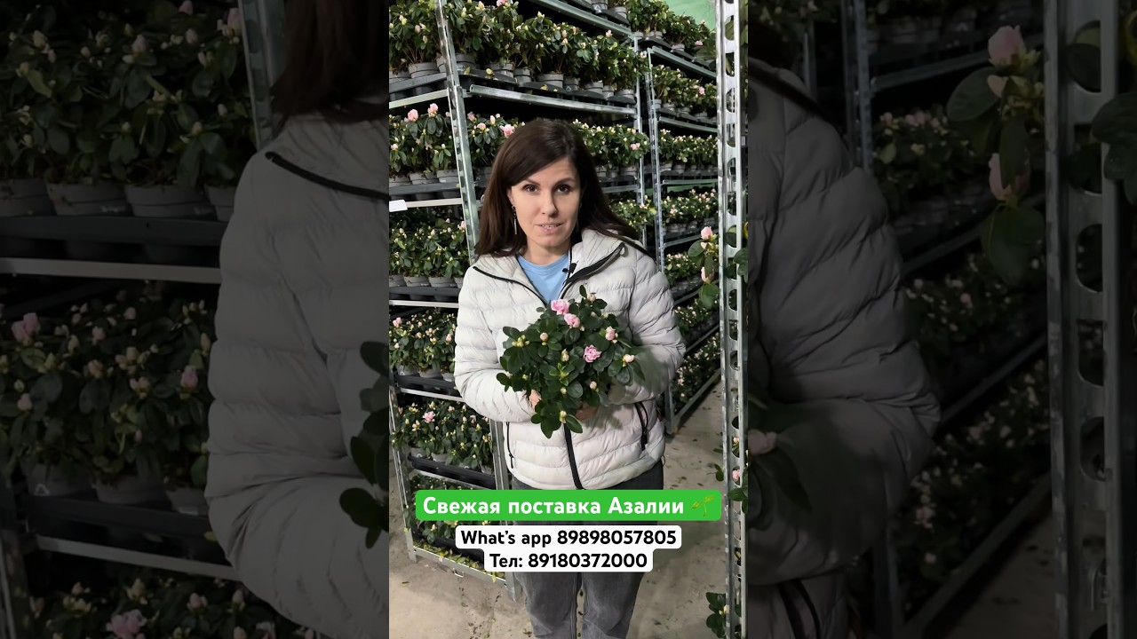 Отгрузка Азалии 🔥