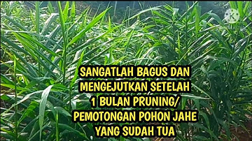 SANGATLAH BAGUS HASILNYA DAN TUMBUH HIJAU SETELAH PEMOTONGAN/PRUNING POHON JAHE YANG SUDAH TUA