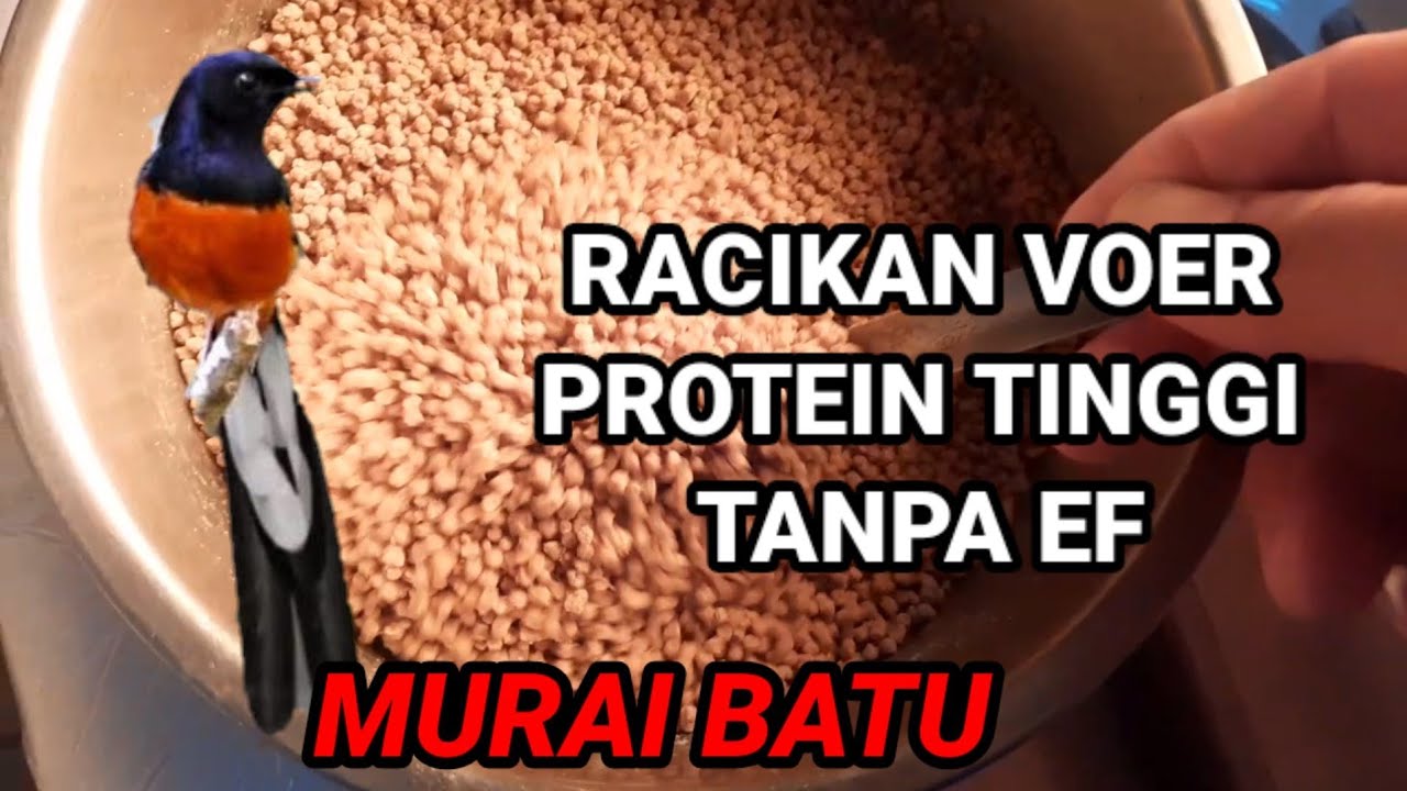 MEMBUAT VOER BURUNG MURAI BATU||RACIKAN VOER BERPROTEIN TINGGI