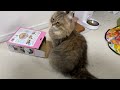 おもちゃよりも箱が気になる癒しの猫